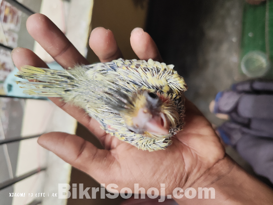ককাটেল পাখির বাচ্চা টেম সাইজ